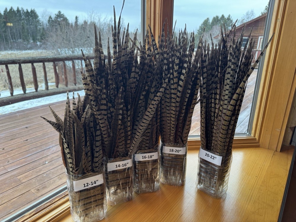 20-22” Pheasant Tail Feathers Set Of 10