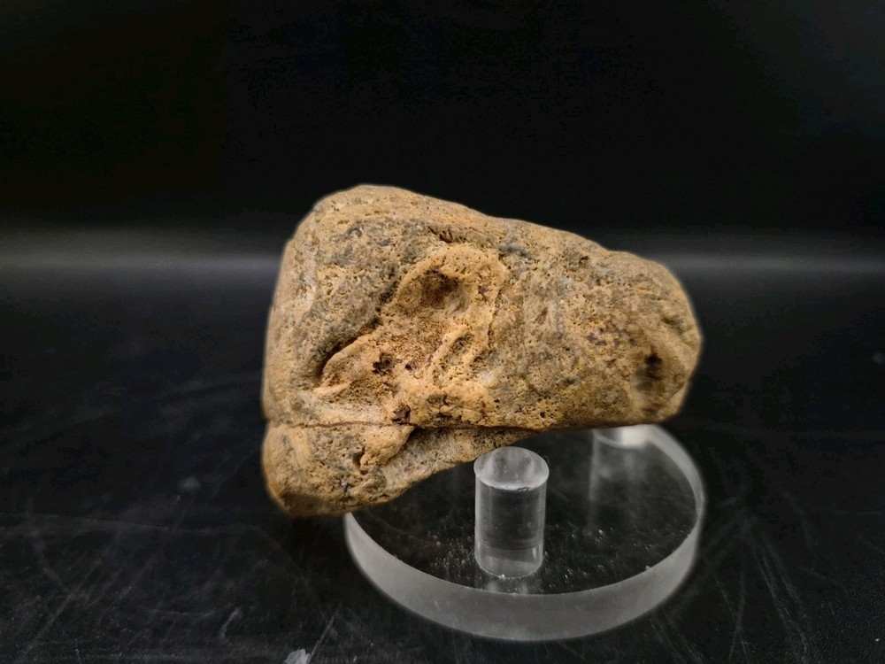 Sauropod Skull Fossil 🦕