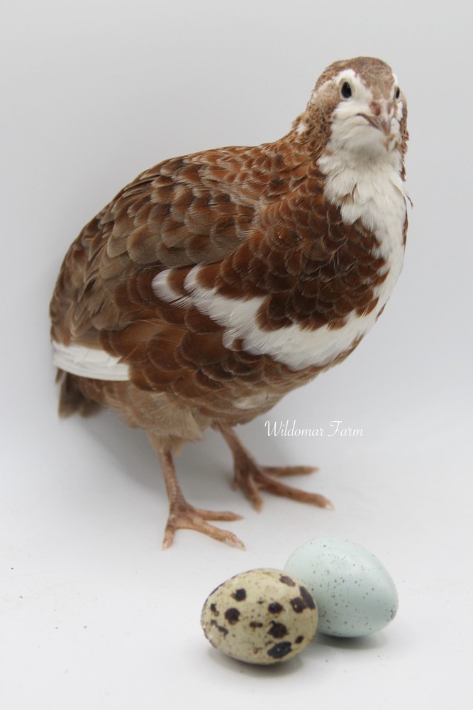20+ Coturnix Quail Hatching Eggs