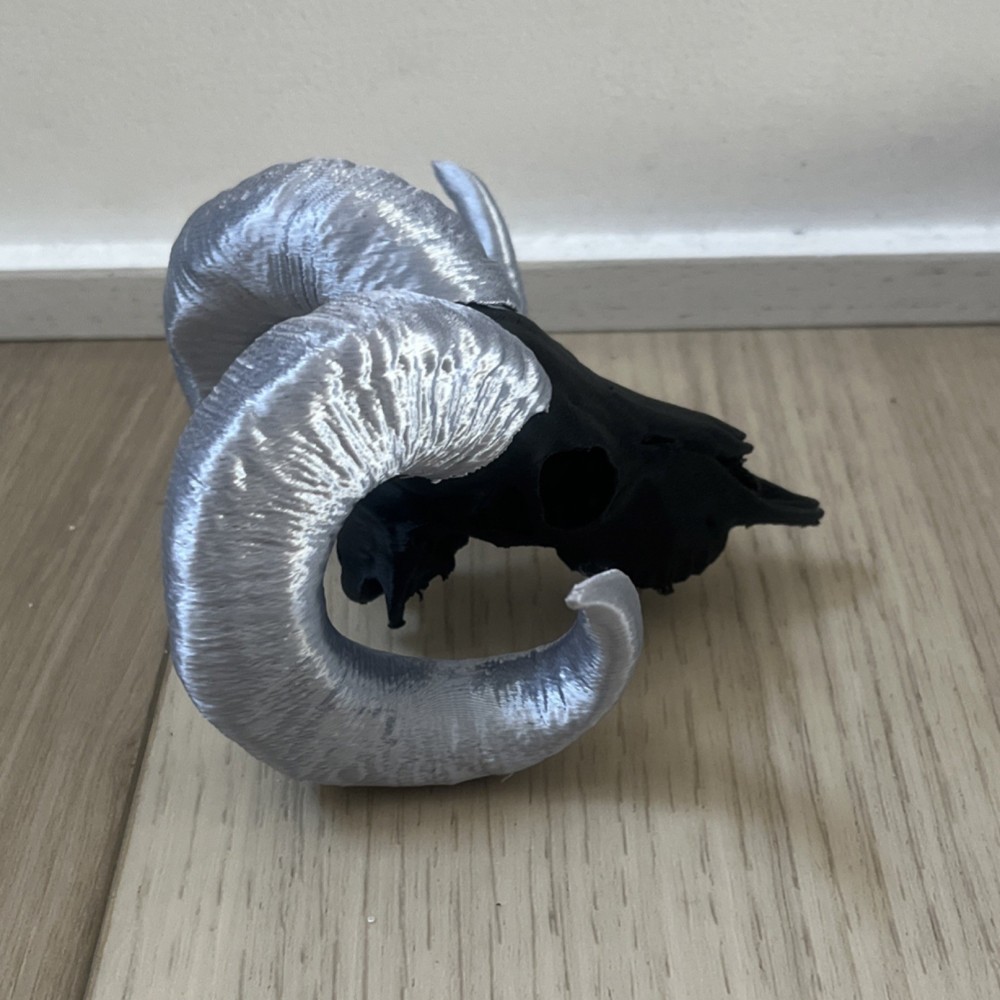 Ram Skull Replica with Curled Gray Horns Decorative Skull