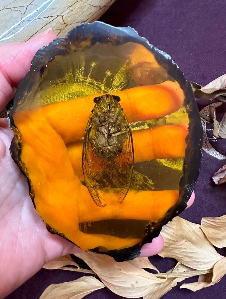 Real Cicada In Resin, Ethically Sourced, Witchcraft
