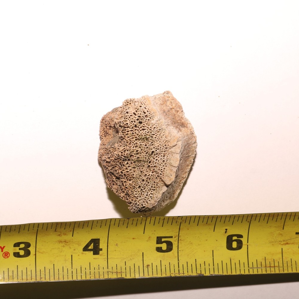 Dinosaur Vertebrae Partial Great Texture - CRETACEOUS Hell Creek Formation NICE