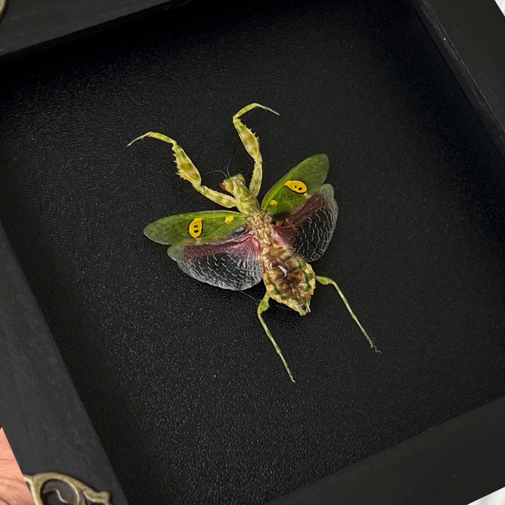 Real Framed Mantis Insect Bug Beetles Gothic Creobroter Oddities Art Gallery
