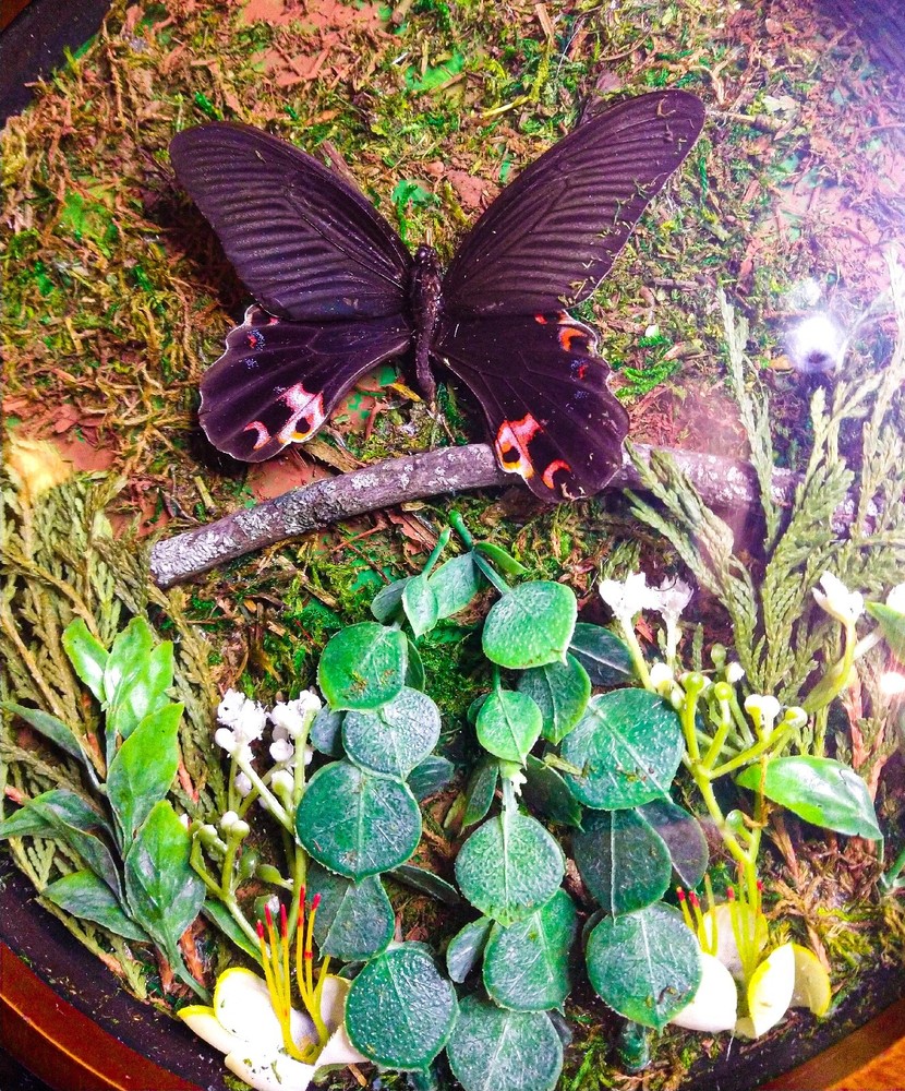 butterfly display