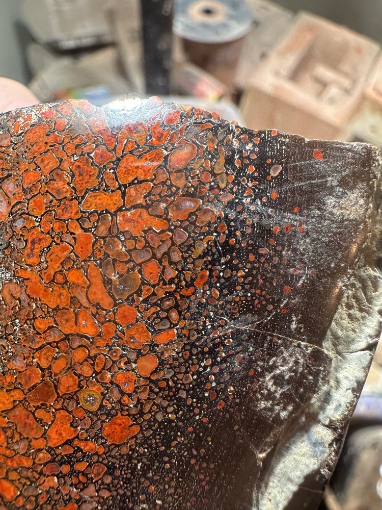 Dinosaur bone polished end cut specimen.