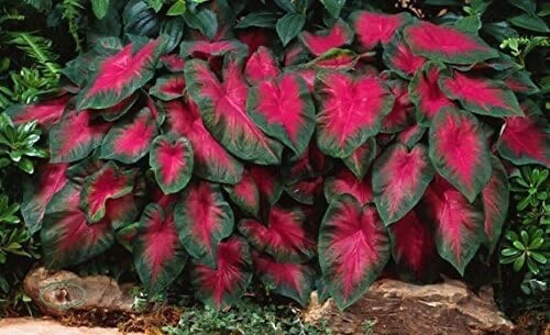 Caladium Buck (6 Bulbs)
