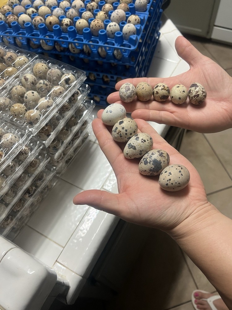 Coturnix Quail Hatching Eggs Fresh, Fertile, 100+ Count