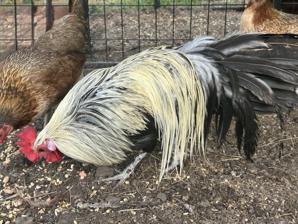 6 Silver Duckwing Hatching Eggs