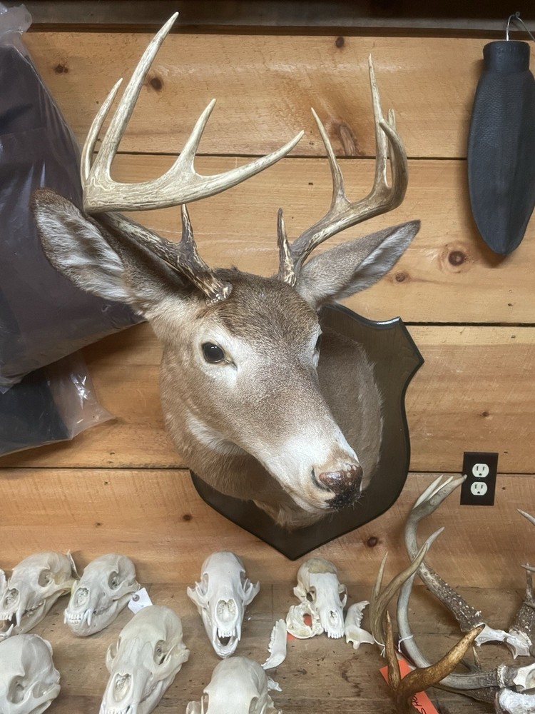 Whitetail Deer Mount
