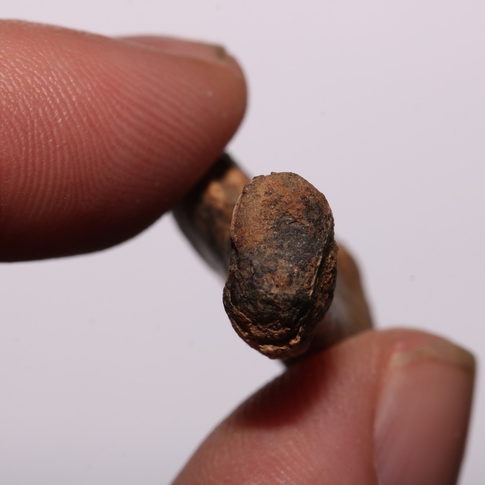 Dinosaur Age Bone Fossil - Authentic Genuine - Cretaceous Hell Creek Formation