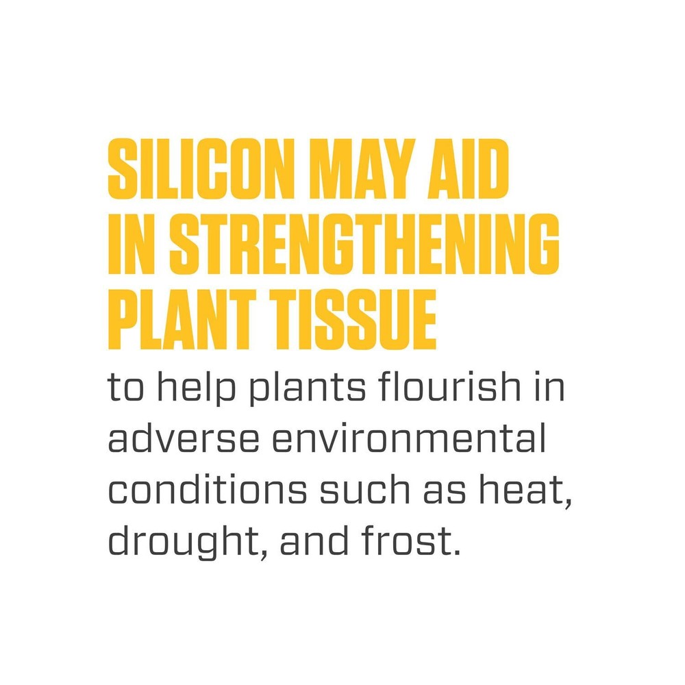 Botanicare Silica Blast - Liquid Supplement, For Use in Containers or Hydroponic