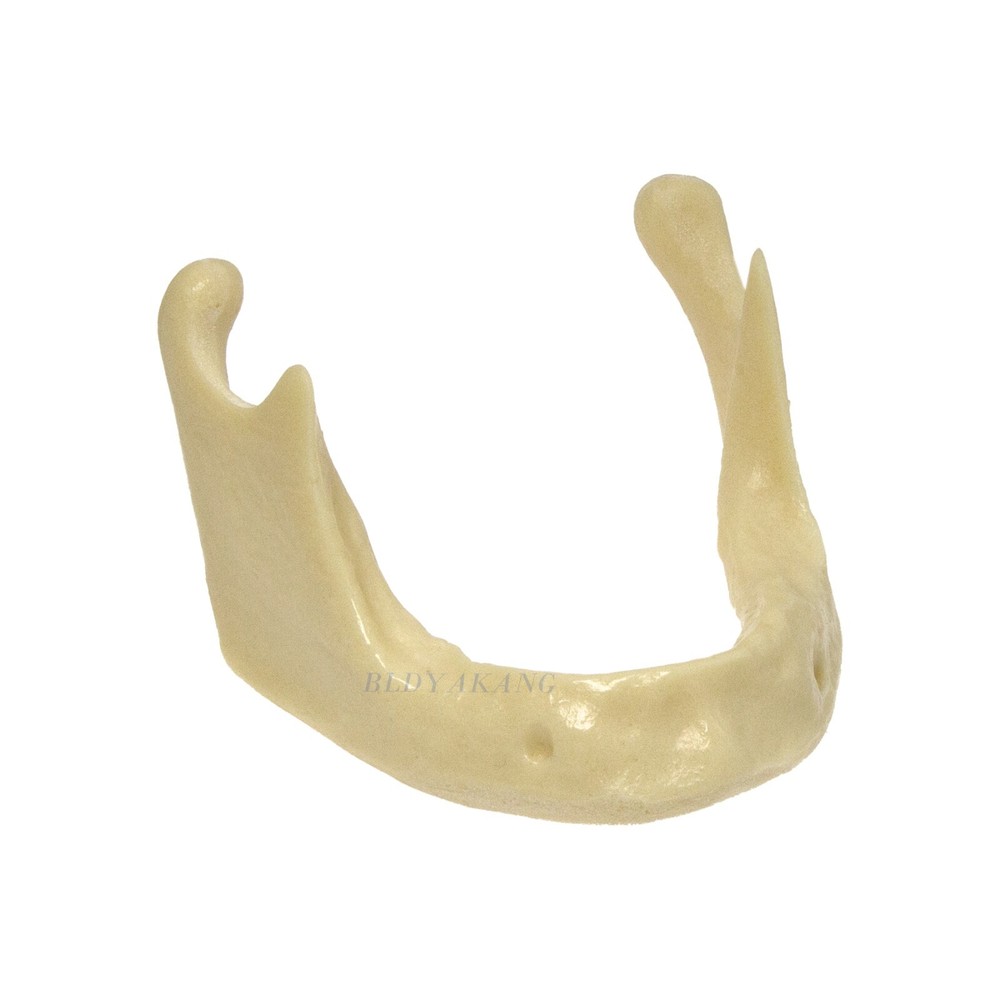 Dental Mandible Jaw Model For Basic Drilling Implant Insertion Practice M2022
