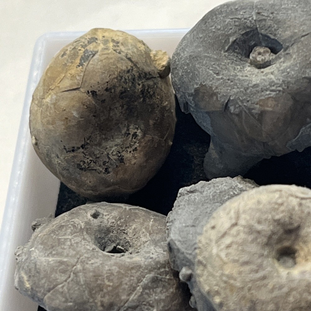 Crinoid Caps #9
