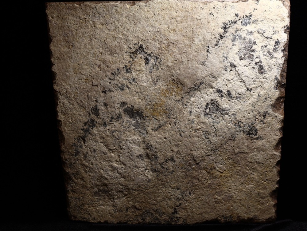 Nice Miocene Leaf Fossil Cherry Co., Nebraska