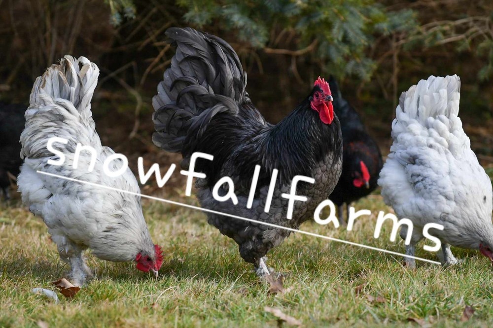 6pk *RARE* BBS Langshan Hatching Eggs