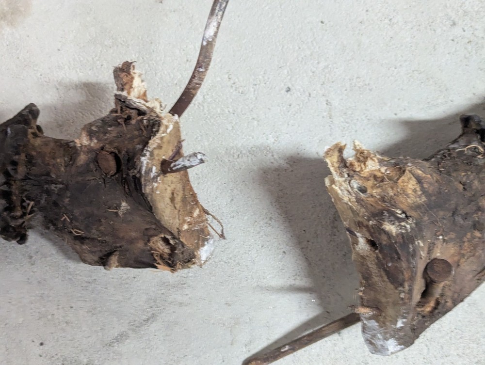 2 Moose Antlers From And Old Mount