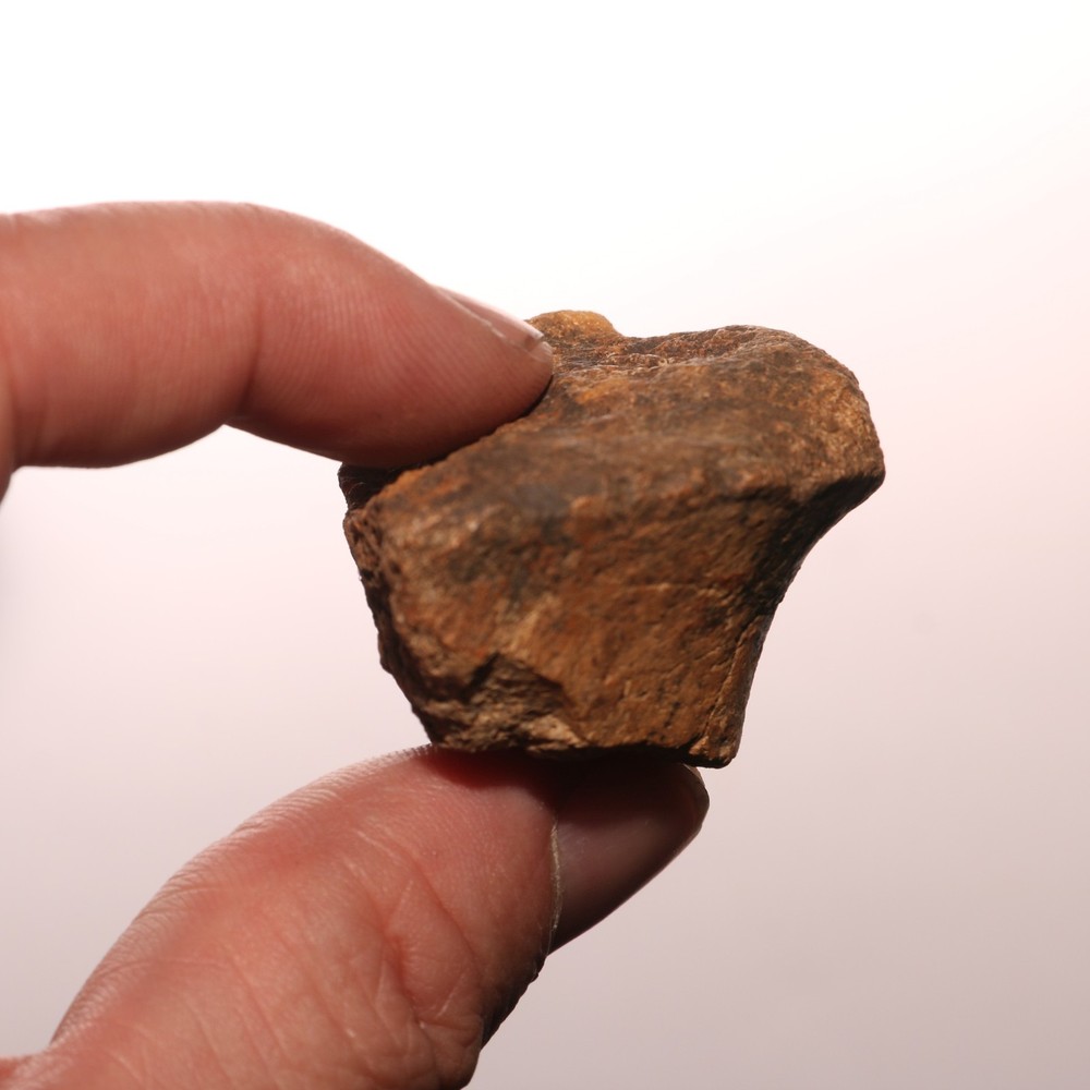 Very Nice Dinosaur Vertebrae Process Bone Fossil Hell Creek Formation Cretaceous