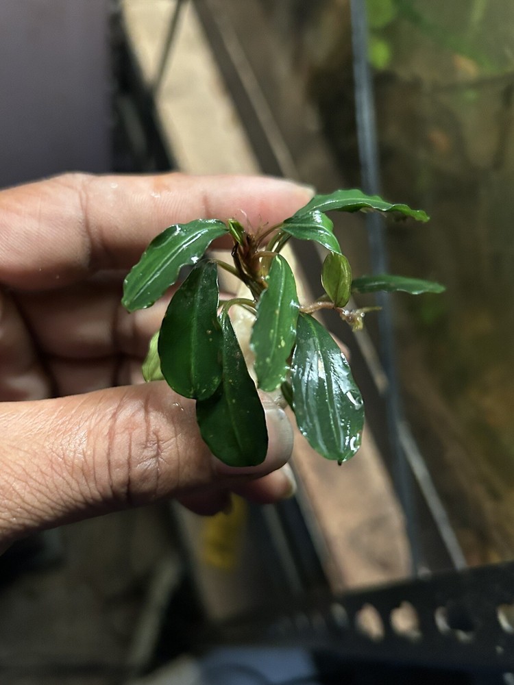 Assorted Bucephalandra Rhizomes
