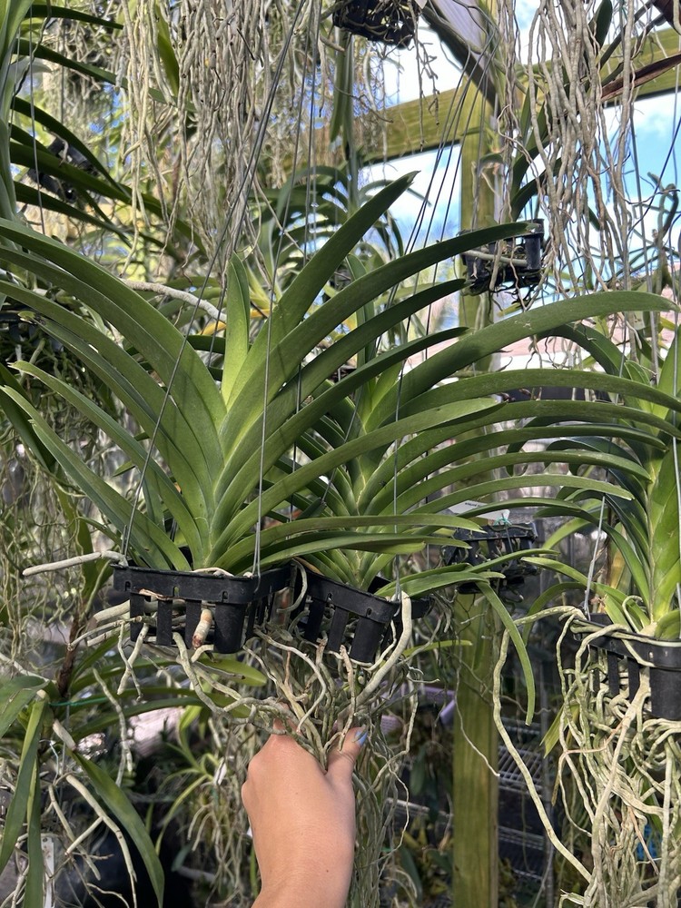 V. Khao Din Delight ￼BS orchid