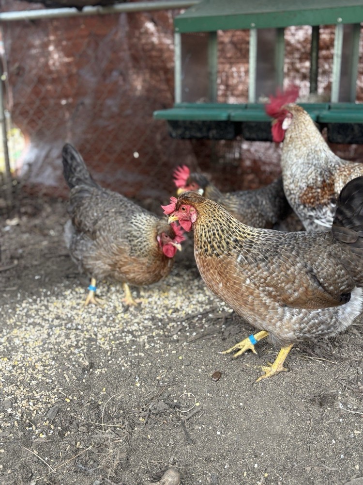 A++++ (10 ) Cream Legbar Fertilized Hatching Eggs!!