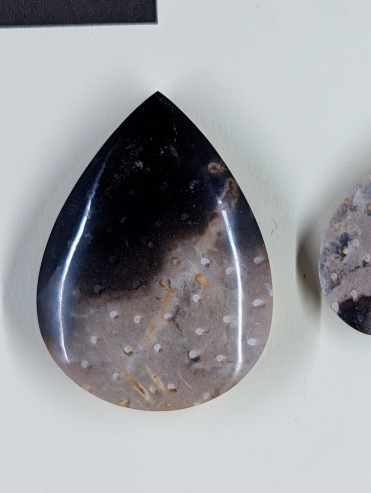 Tear Shape - Fossilized Palm Root - Design-Ready Set
