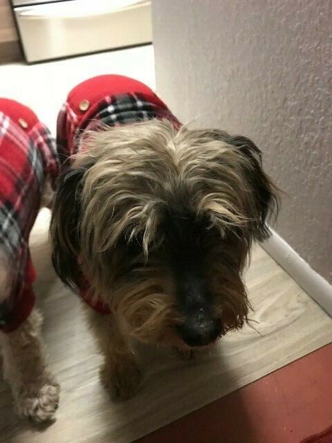 PET Pajamas RED/GREY/WHITE PLAID LARGE PRELOVED