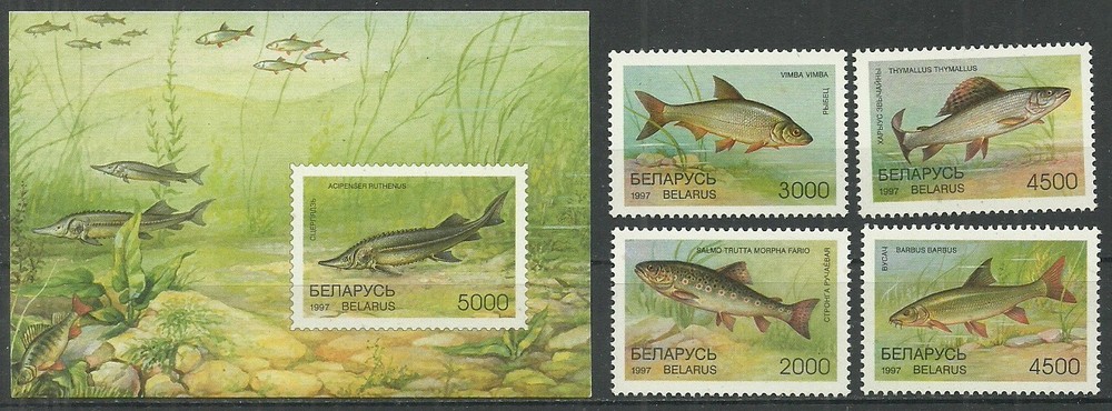 BELARUS mint stamps MNH(**) 1997 year - fish