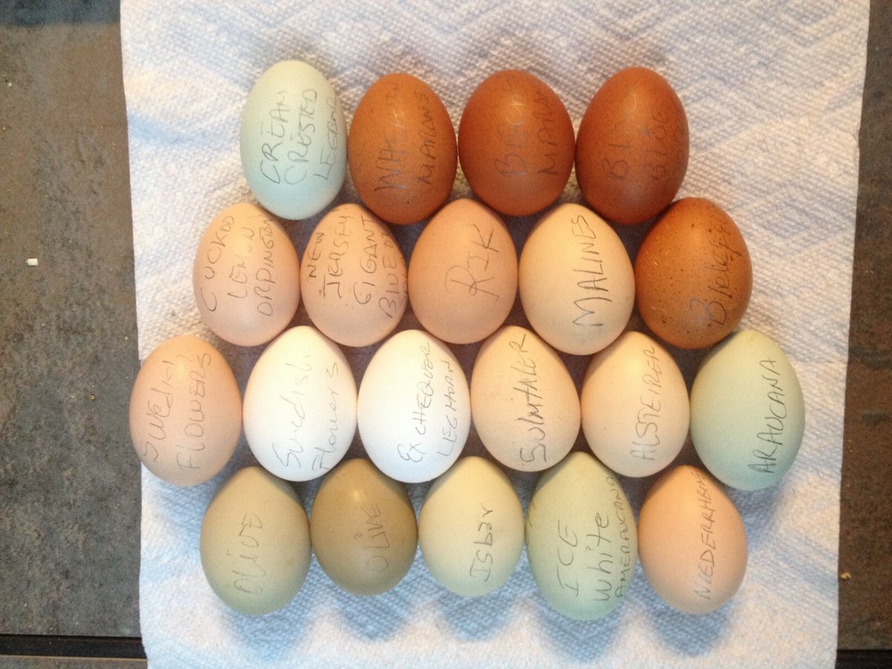 BLACK BLUE OR SPLASH COPPER MARANS 100% PURE TYPE ( 12 ) HATCHING EGGS