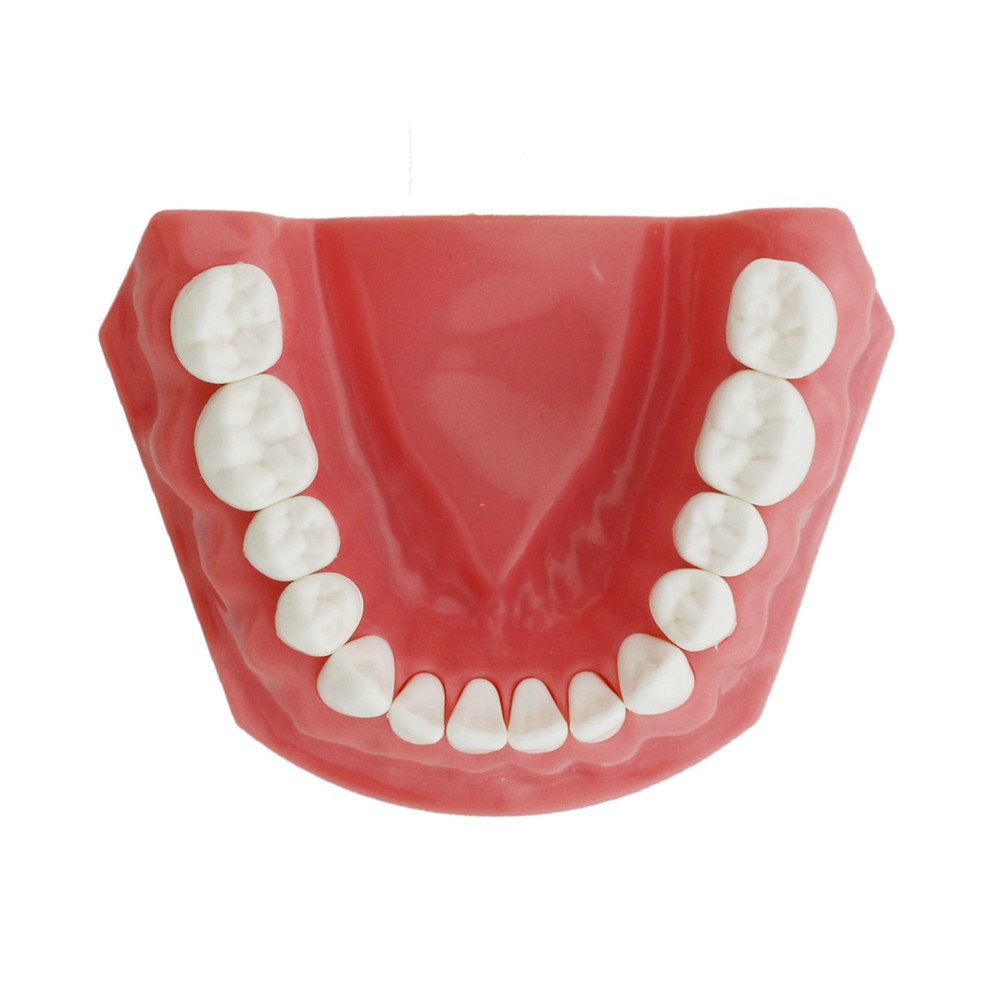 US Dental Teach Typodont Demonstration Teeth Model For Patient Study Brushing