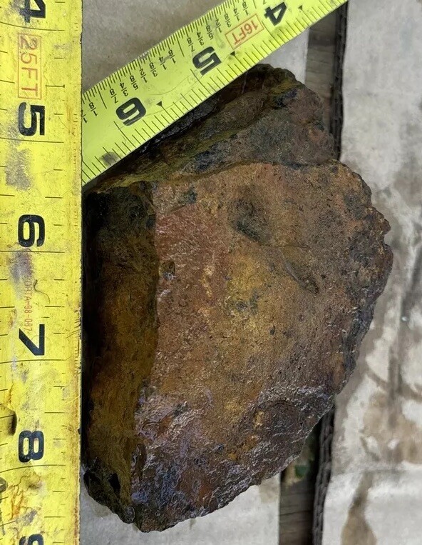 Tempskya petrified Palmwood