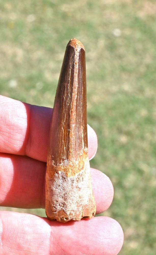 Spinosaurus tooth 2.77 inches, from Morocco #4