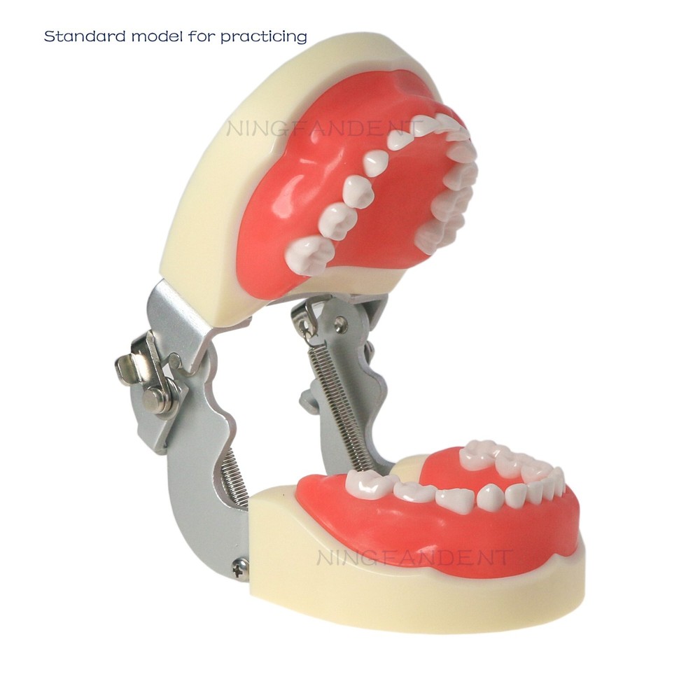 Dental Child Primary Practice Teeth Model 24 Removable Teeth For Dentist Practic