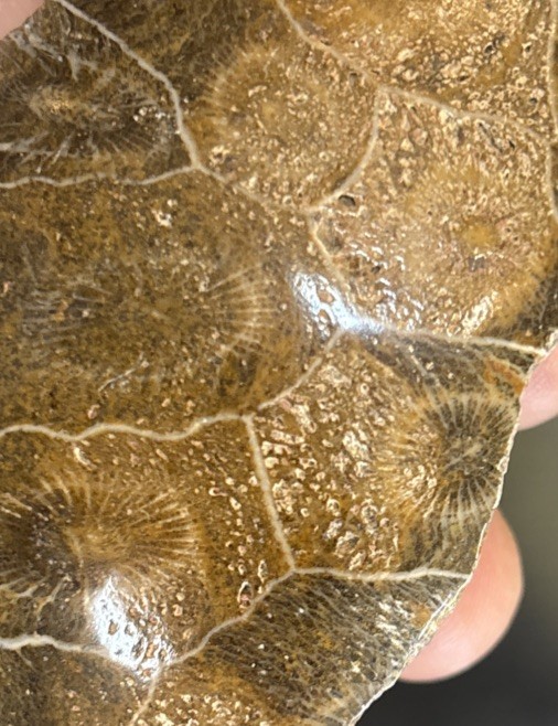 Petrified Coral End Polished