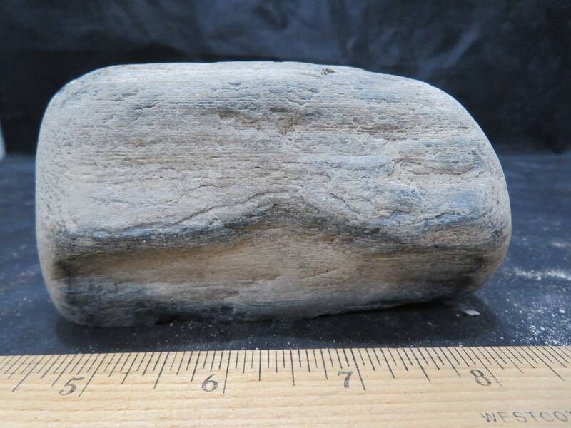 Petrified Wood 2 lbs & 1 ozs