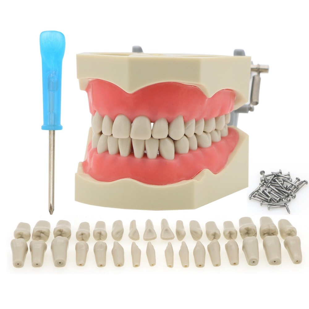 US Dental for Frasaco 860 Typodont Model 32Pcs Teeth, Mounting Pole Removable
