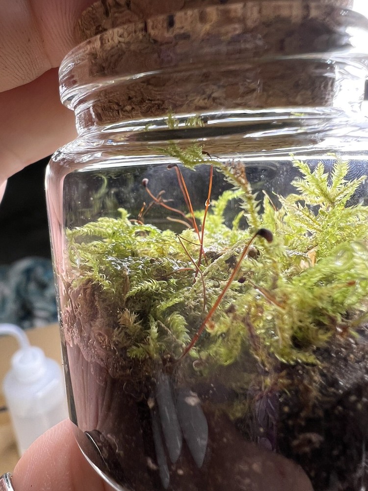 live moss terrarium