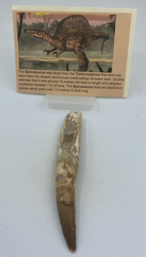 Spinosaurus Teeth Dinosaur F0SSIL Before T Rex Cretaceous K515