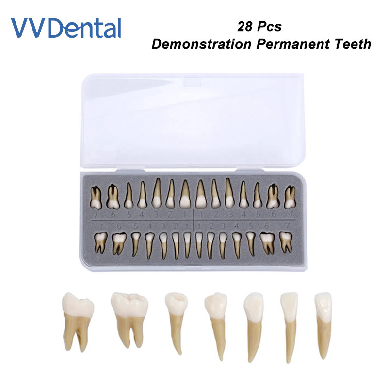 Dental 1:1 Demonstration Permanent Teeth Teach Study Model Full Mouth 28Pcs/Set