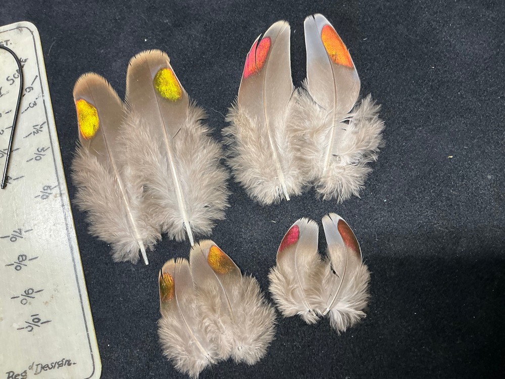 Fruit Pigeon feathers