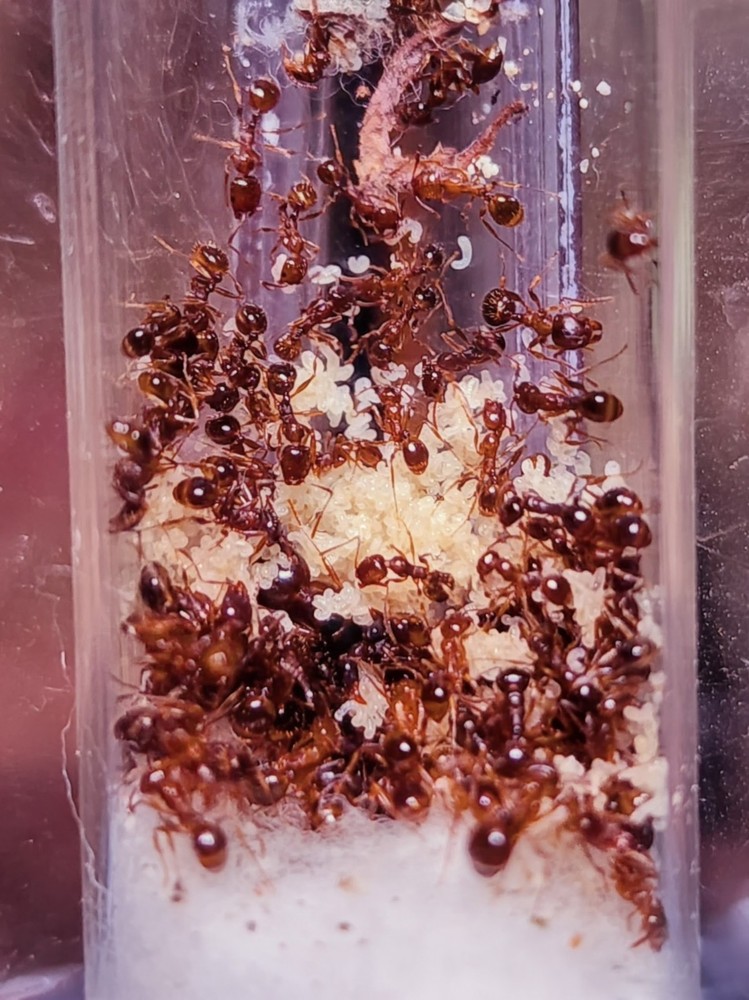 Queen Ant Aphaenogaster occidentalis
