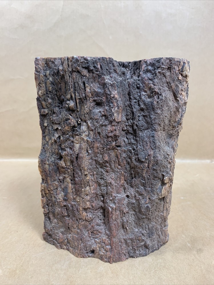 Fossil Petrified Wood & other Rocks