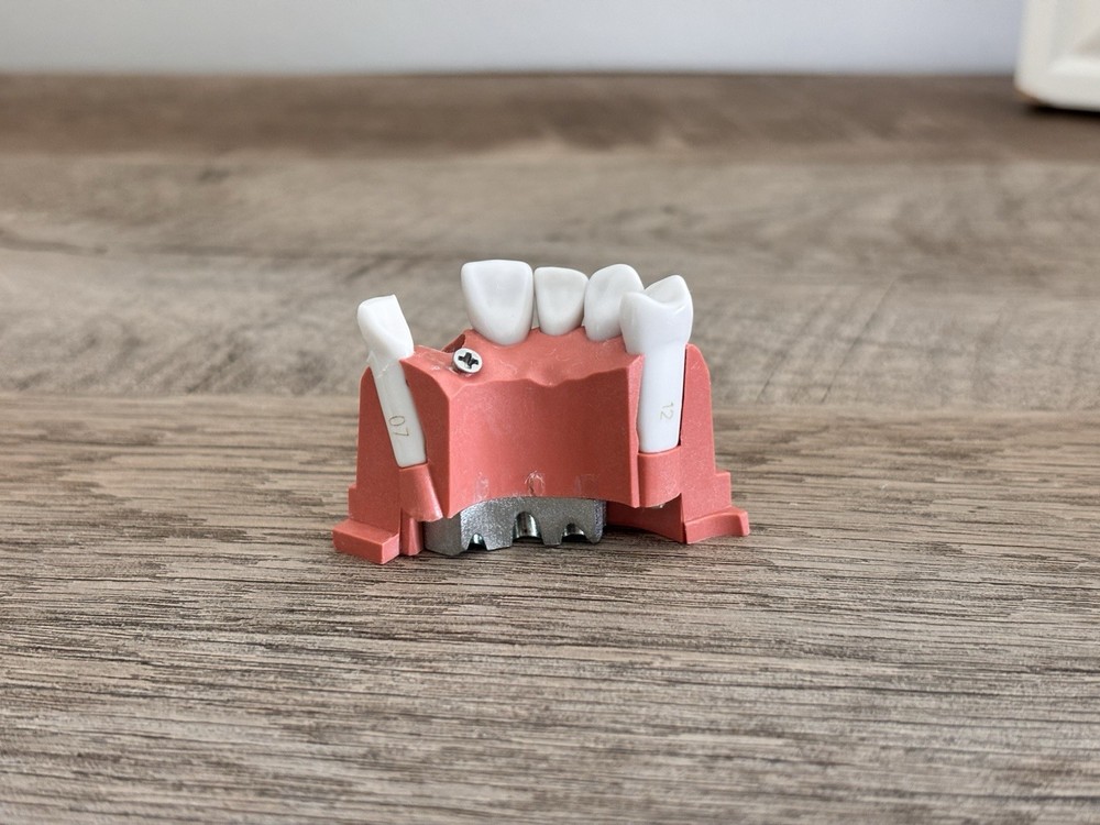 Acadental ModuPRO Typodont One & Practice Kit with Removable Teeth