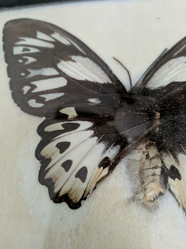 Vintage Real Butterfly,Or Moth Specimen, Framed,