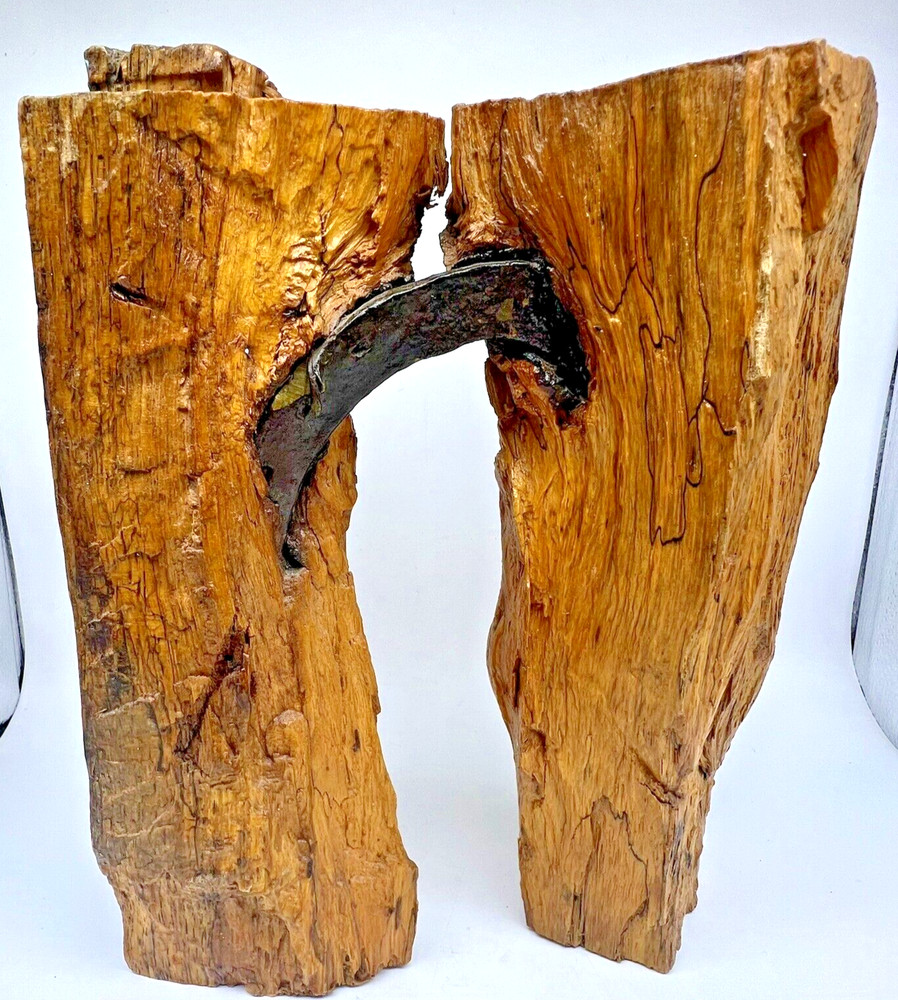 Old Horseshoe Embedded in a Tree 11" X 10" Primitive