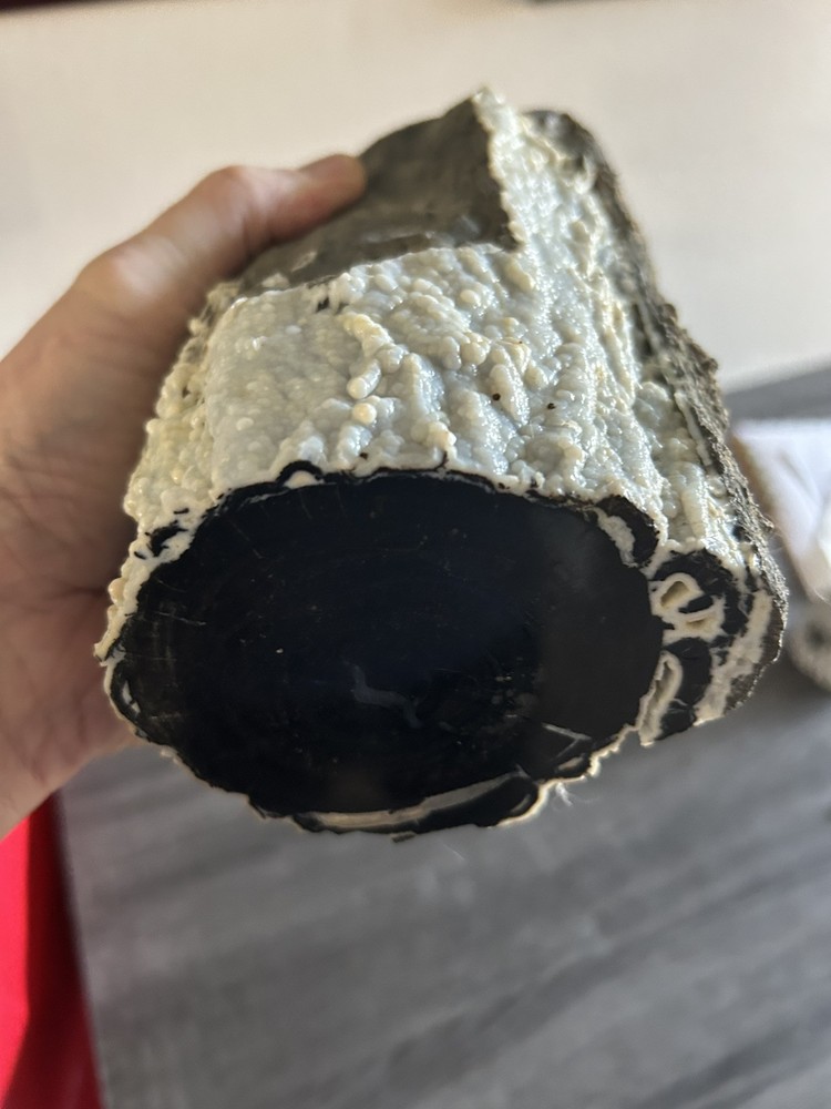 PETRIFIED LOG WITH BLUE LACE AGATE