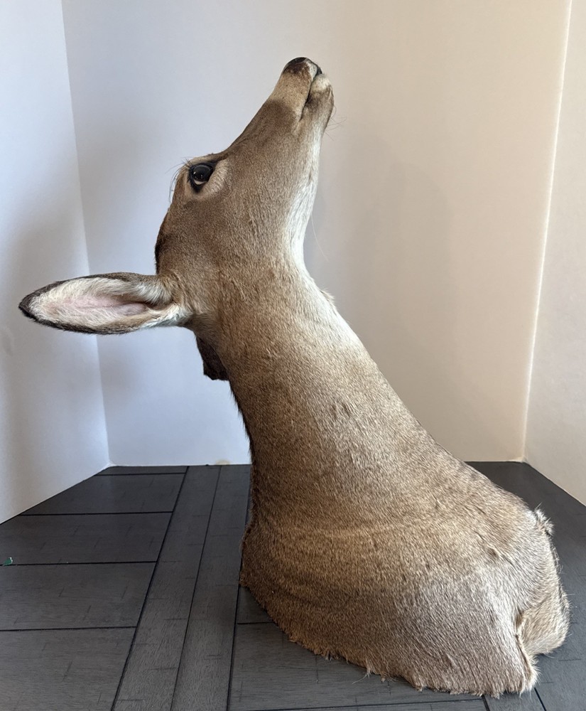Shoulder Mount White Tail Deer- Doe Taxidermy