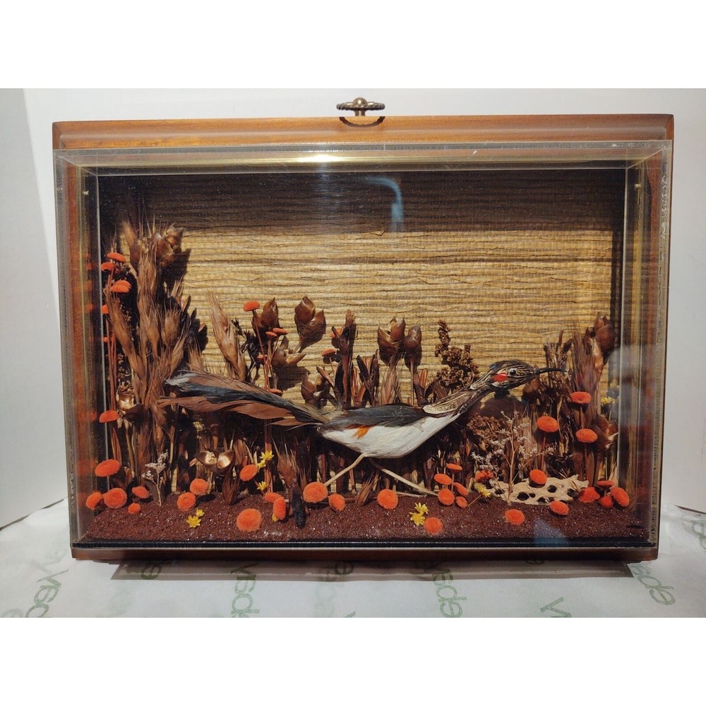 Road Runner Bird Diorama Frame