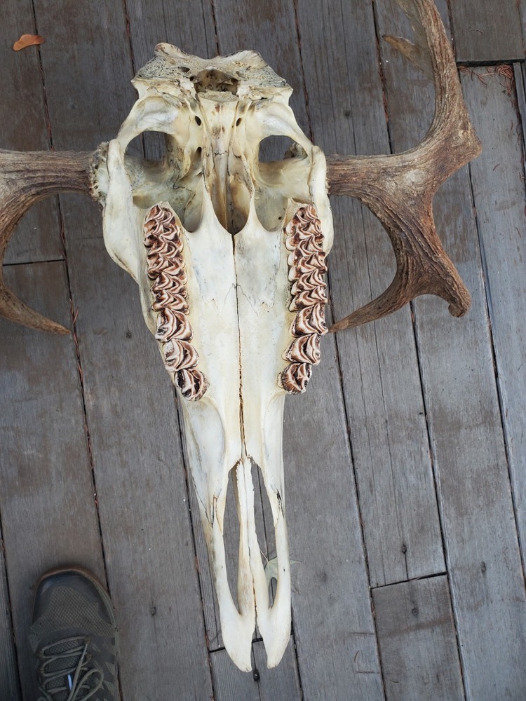 Shiras Moose European Mount