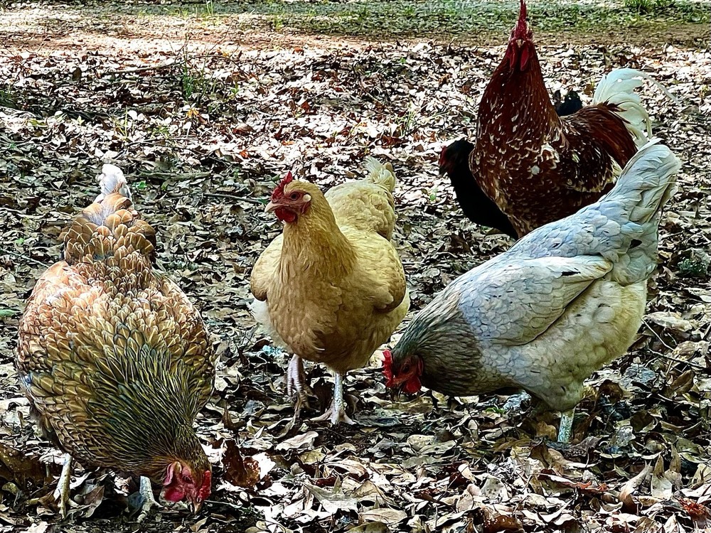 (12+) Barnyard Mix Hatching Eggs