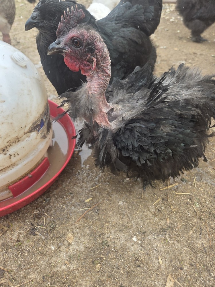 6+ Silkie Fertilized Eggs